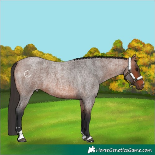 Horse Color:Bay Roan