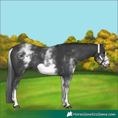 Horse Color:White Spotted Black Frame Rabicano