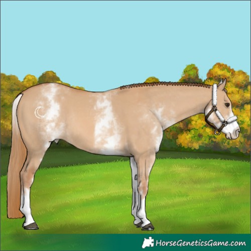 Horse Color:White Spotted Red Dun Rabicano 