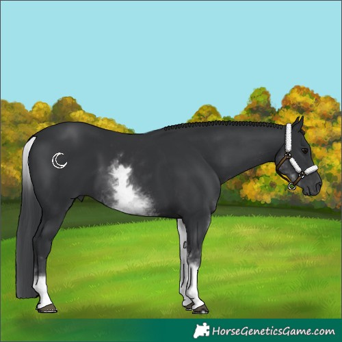Horse Color:White Spotted Black Rabicano