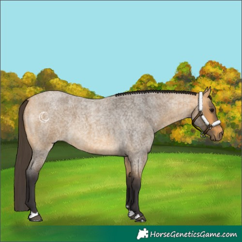 Horse Color:Buckskin Roan