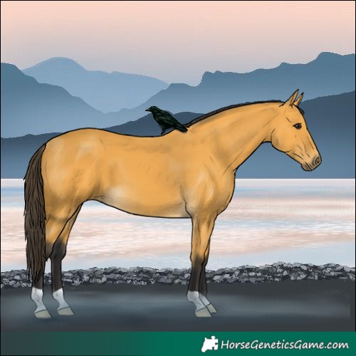 Horse Color:Buckskin 