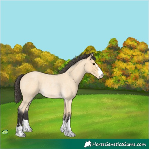 Horse Color:Unknown 
