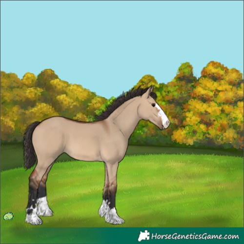 Horse Color:Unknown 