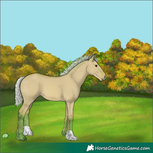 Horse Color:Unknown 