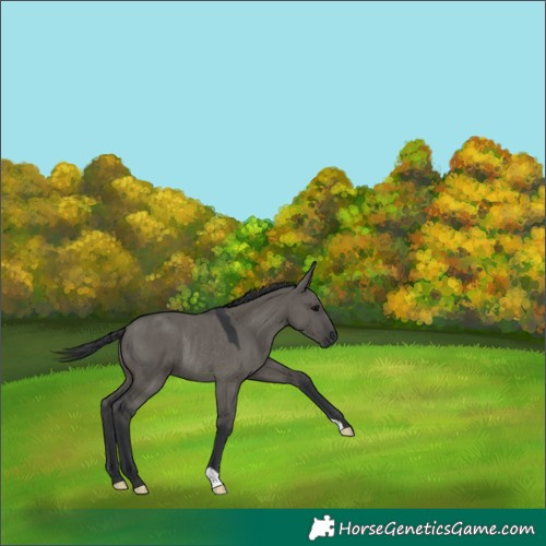 Horse Color:Grullo Rabicano 