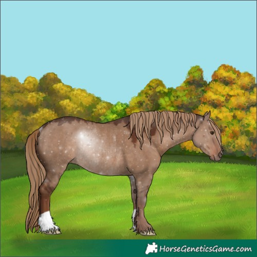 Horse Color:Liver Red Dun Rabicano 