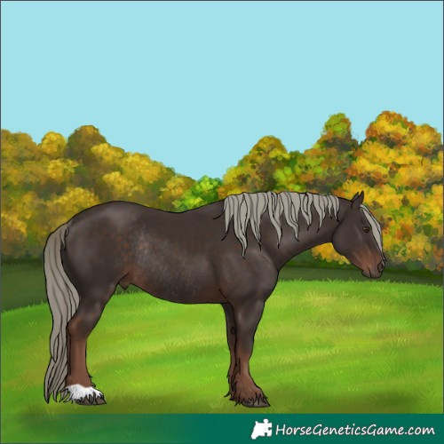 Horse Color:Liver Chestnut Mushroom Rabicano 