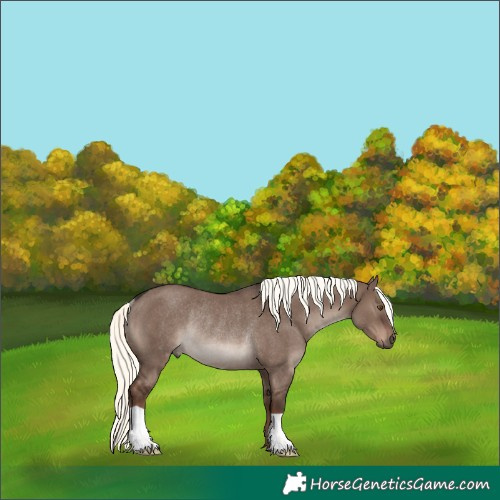Horse Color:Liver Red Dun Mushroom Rabicano 