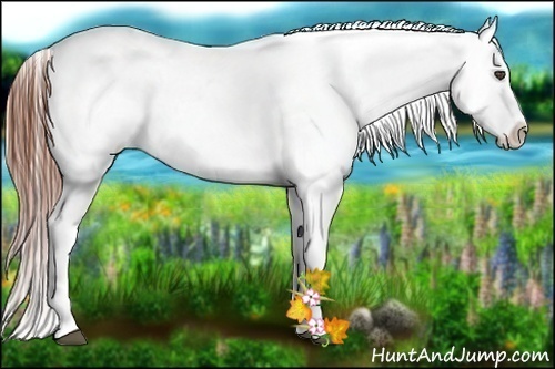 Horse Color:White Spotted Blue Roan Appaloosa 
