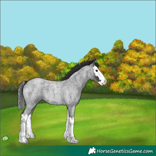 Horse Color:Unknown 