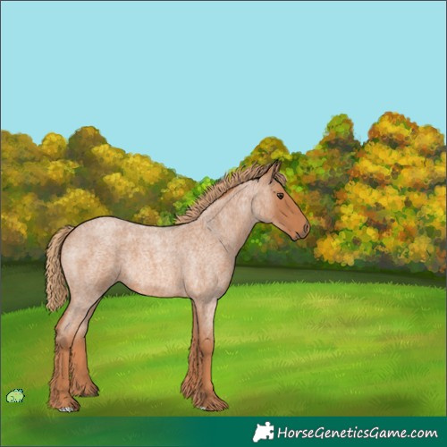 Horse Color:Unknown 