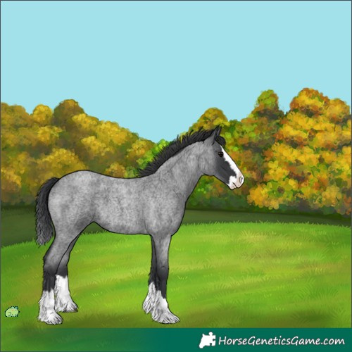 Horse Color:Unknown 