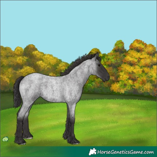 Horse Color:Unknown 
