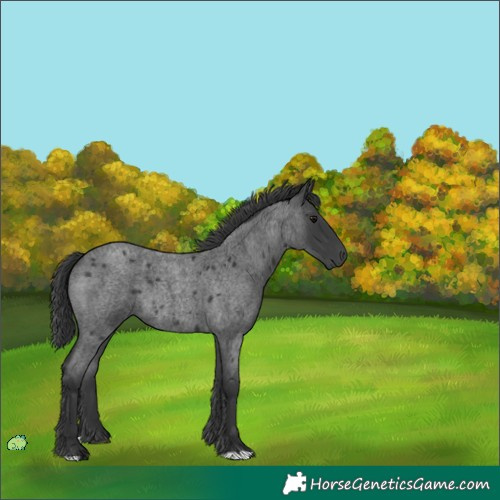 Horse Color:Unknown 