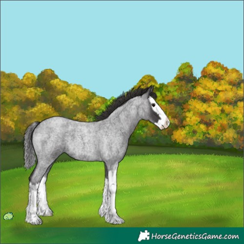 Horse Color:Unknown 