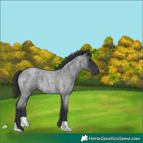 Horse Color:Unknown 