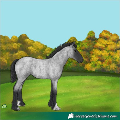 Horse Color:Unknown 