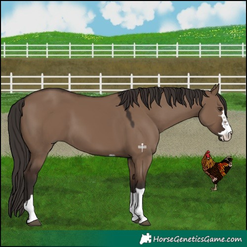 Horse Color:Liver Red Dun 
