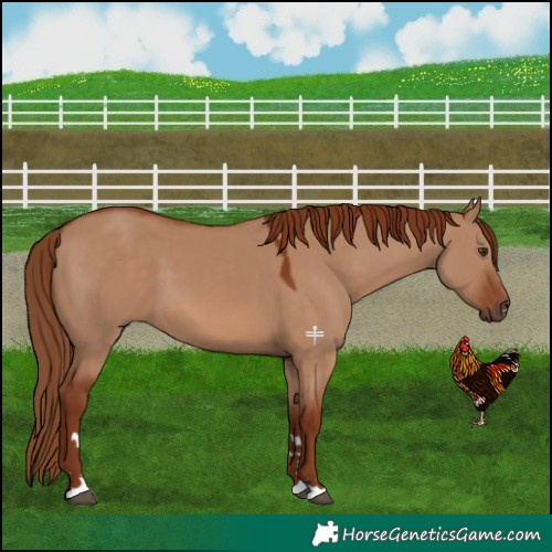 Horse Color:Red Dun