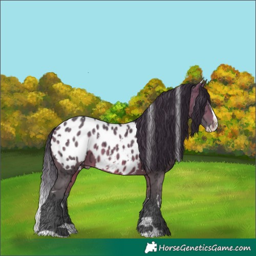 Horse Color:White Spotted Bay Ice Splash Appaloosa