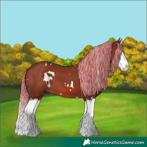 Horse Color:White Spotted Chestnut Splash