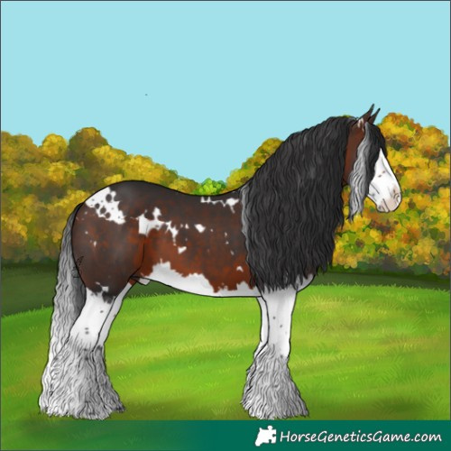 Horse Color:White Spotted Brown Splash