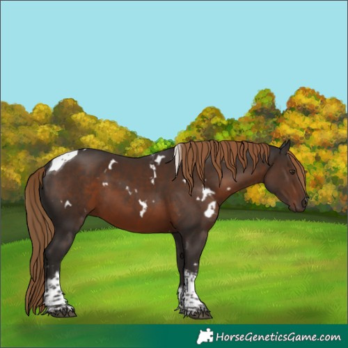 Horse Color:White Spotted Liver Chestnut Tobiano