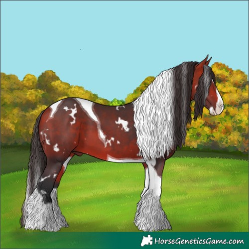 Horse Color:White Spotted Bay Splash Tobiano