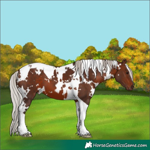 Horse Color:White Spotted Silver Brown Tobiano