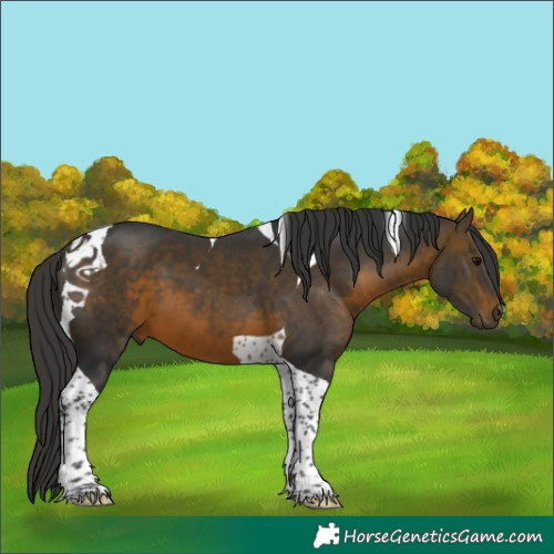 Horse Color:Brown Tobiano 