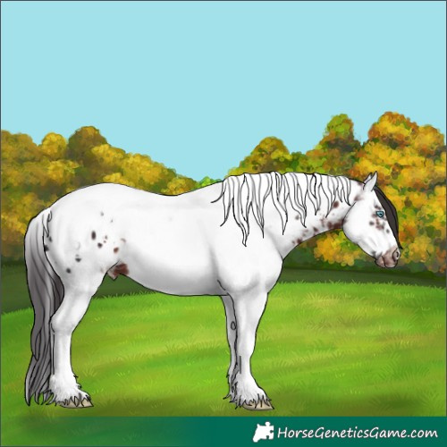 Horse Color:Bay Sabino Splash Tobiano Frame Near Leopard 