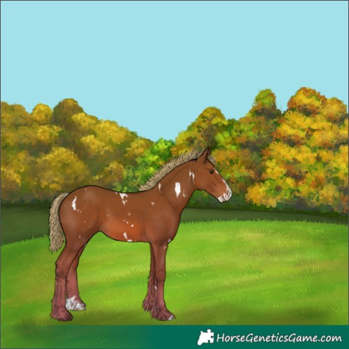 Horse Color:White Spotted Chestnut Splash 