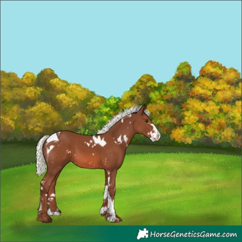 Horse Color:White Spotted Chestnut Mushroom Splash Tobiano 