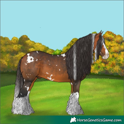 Horse Color:White Spotted Bay Mushroom Splash
