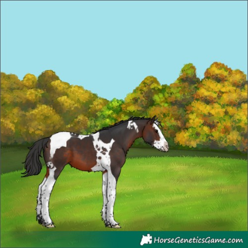 Horse Color:Brown Splash Tobiano 