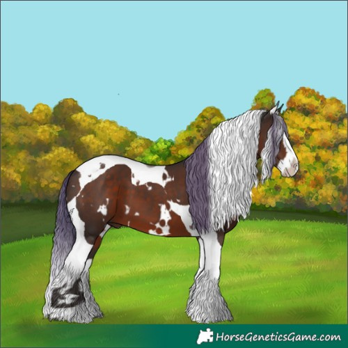 Horse Color:White Spotted Liver Chestnut Splash Tobiano
