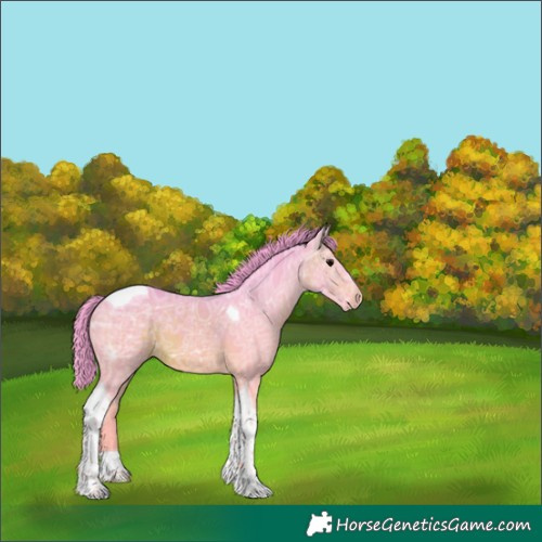Horse Color:Unknown 