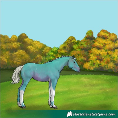 Horse Color:Unknown 