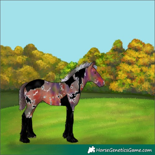 Horse Color:Unknown 