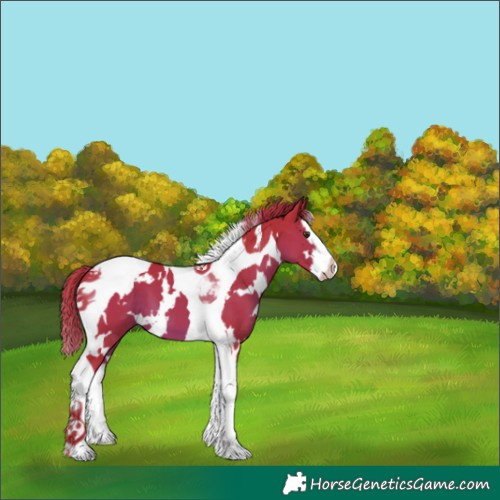 Horse Color:Unknown 