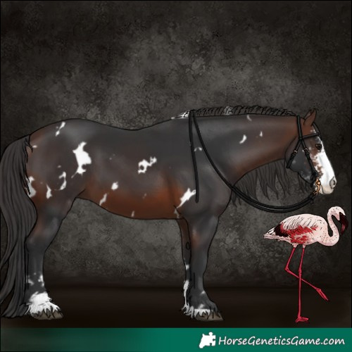 Horse Color:White Spotted Brown Sabino 