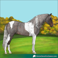 Horse Color:Silver Brown Roan Tobiano