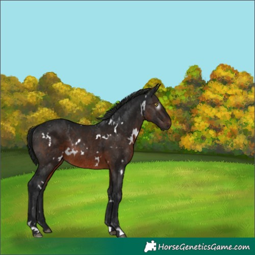 Horse Color:Unknown 