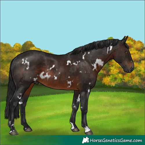 Horse Color:Gray White Spotted Brown Rabicano
