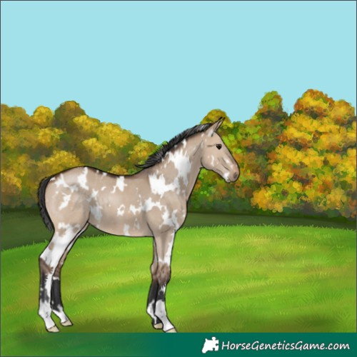 Horse Color:Unknown 