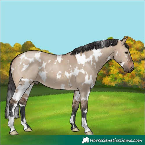 Horse Color:White Spotted Brown Dun 