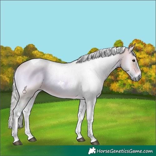 Horse Color:Watercolor Silver Brown Onyx Tobiano
