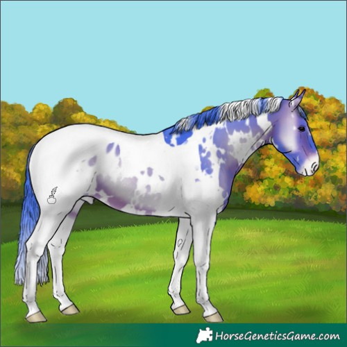 Horse Color:Watercolor White Spotted Bay Onyx Tobiano Blanket 