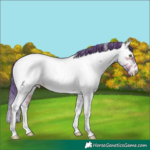Horse Color:Watercolor Bay Roan Dun Tobiano Appaloosa